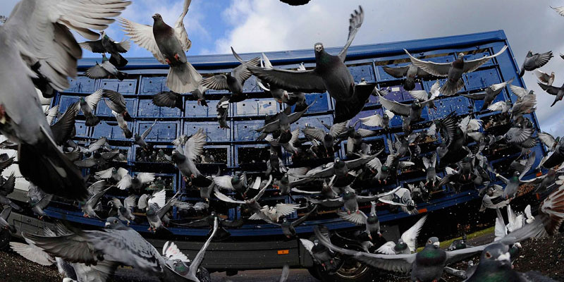 Отпугивание птичьих стай в Киселевске от ДЕЗ-Комфорт - фото